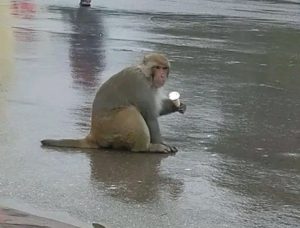 शिमला में बंदरों के हमले से घायल महिला की हुई मौत