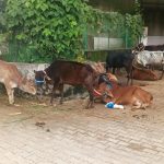 परवाणू में गौ माता के संरक्षण, कल्याण एवं गौशाला को गोद लेने की दिशा में एक सराहनीय पहल