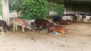 परवाणू में गौ माता के संरक्षण, कल्याण एवं गौशाला को गोद लेने की दिशा में एक सराहनीय पहल